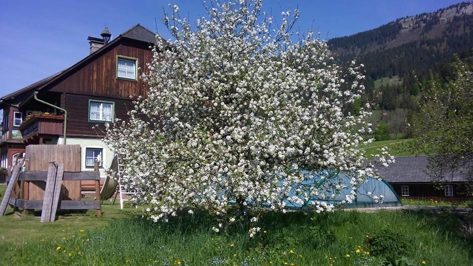 Bunzbauernhof Vila Bad Mitterndorf Exterior foto